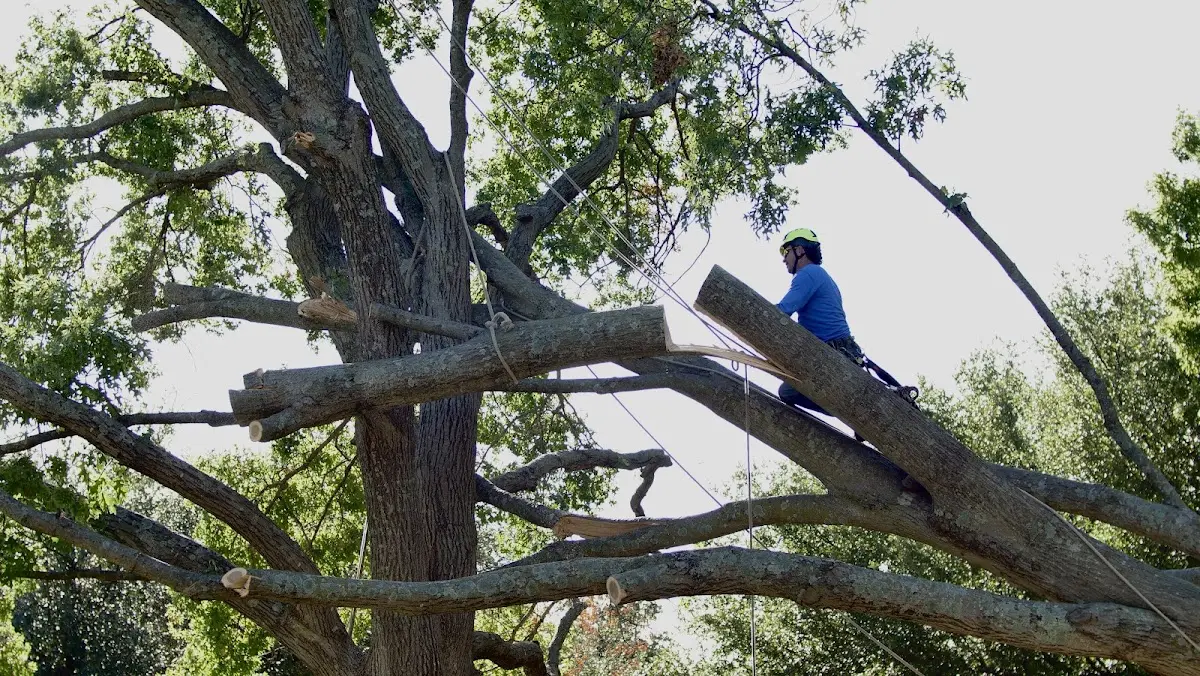 Professional Crown Thinning performed by certified arborists in Greensboro