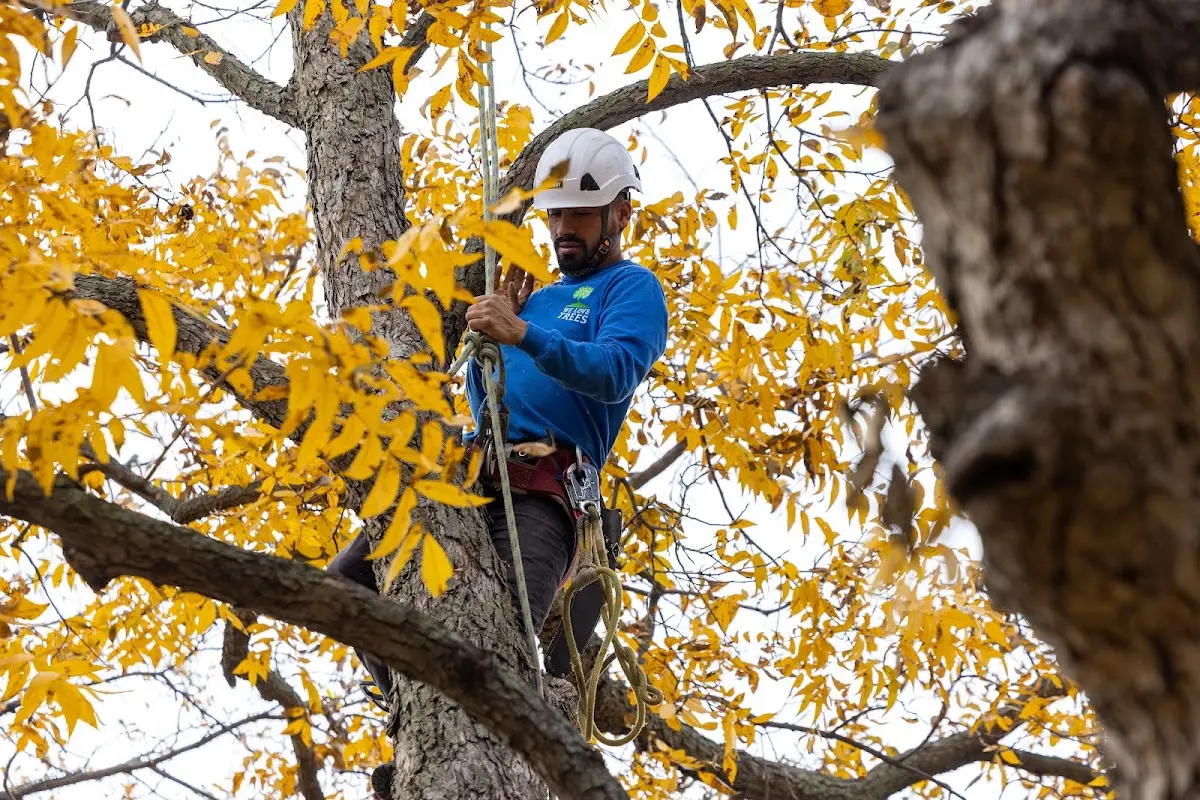 Skilled Tree Planting crew working in Greensboro